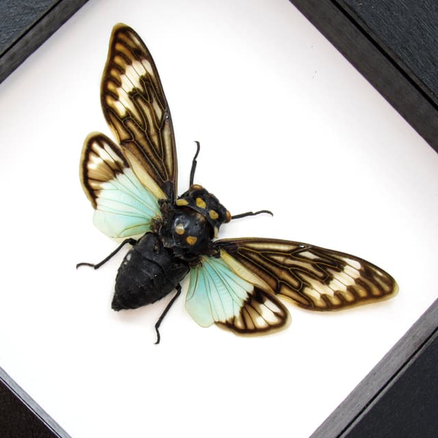 Real blue Cicada framed taxidermy - Tosena splendida