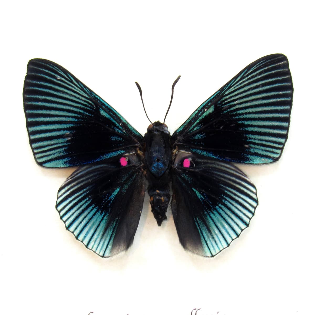Real Metalmark butterfly framed taxidermy - Lyropteryx apollonia