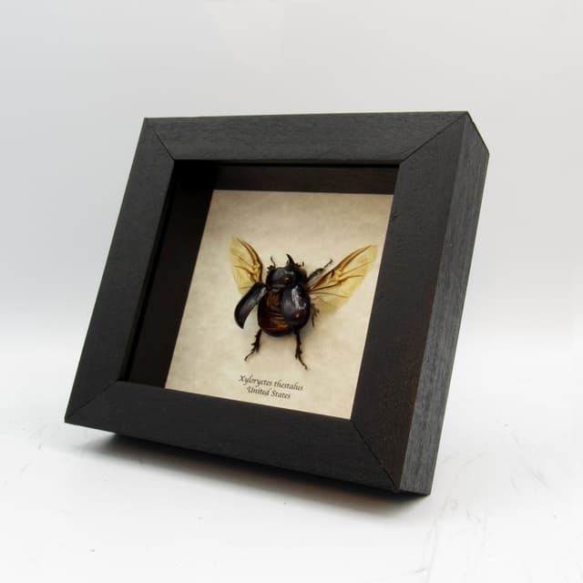 Real North American Rhinoceros Beetle framed taxidermy - Xyloryctes thestalus