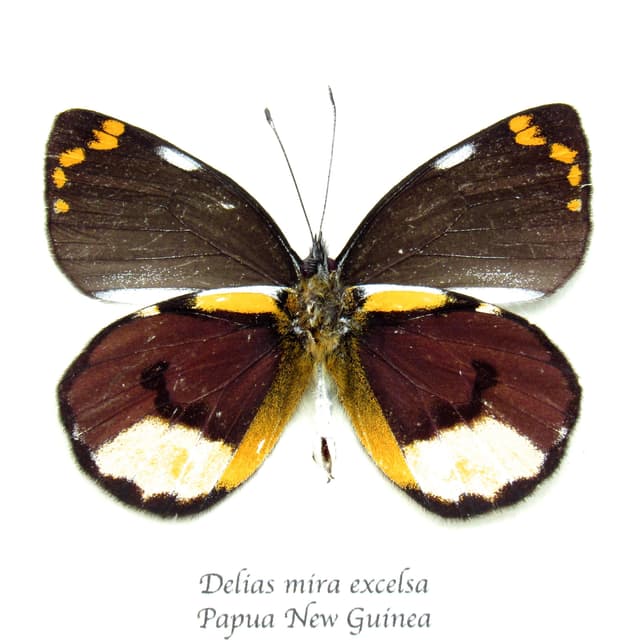 Real purple Delias butterfly framed taxidermy - Delias mira excelsa
