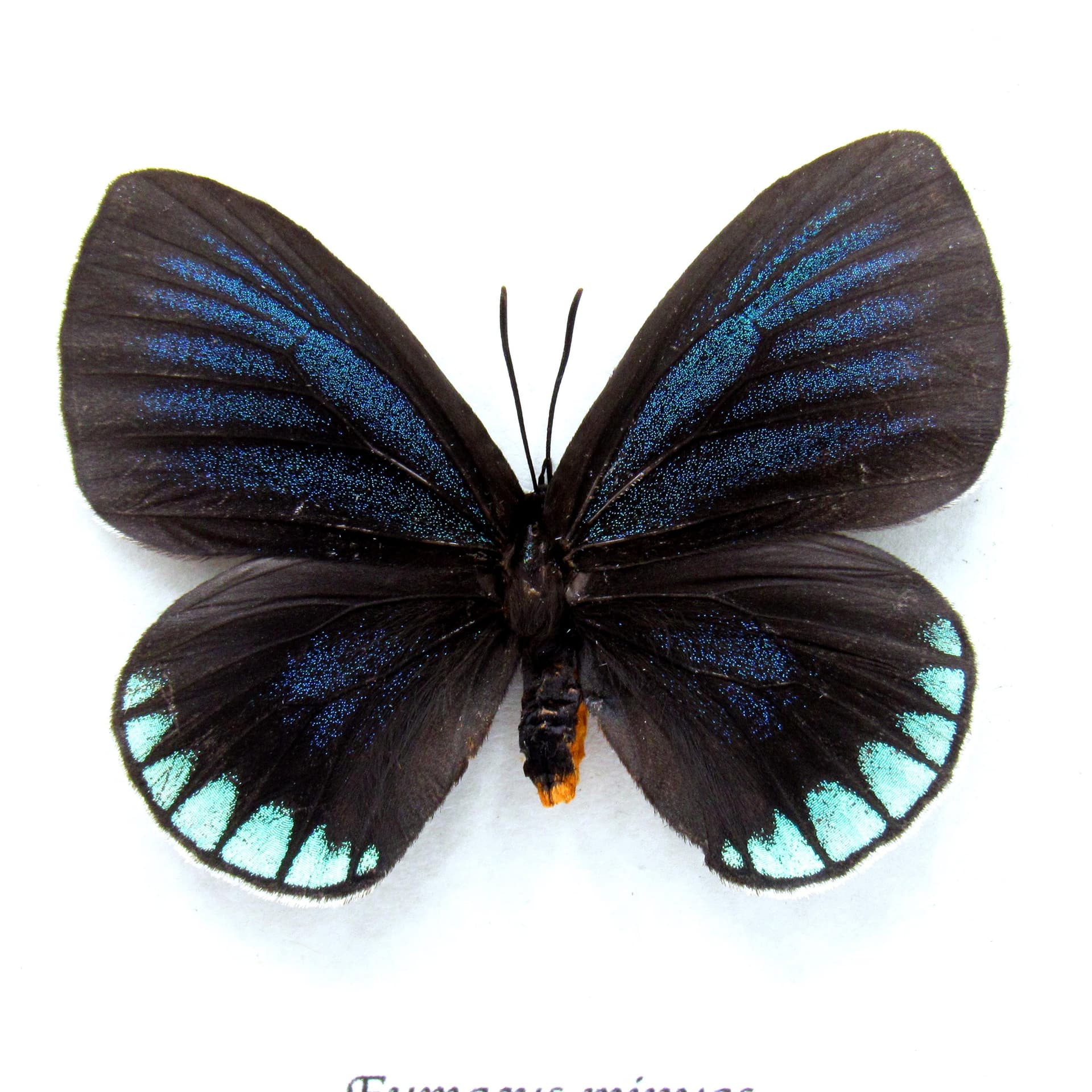 Real Cycadian butterfly framed taxidermy - Eumaeus minyas - large female