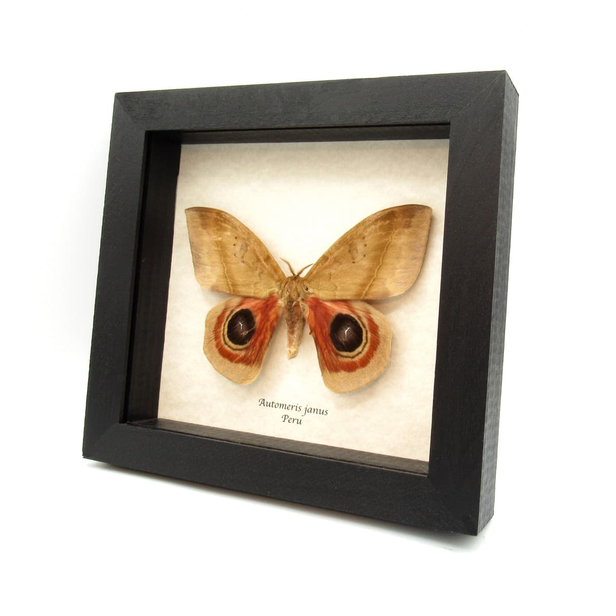 Real Giant Saturn moth framed taxidermy - Automeris janus