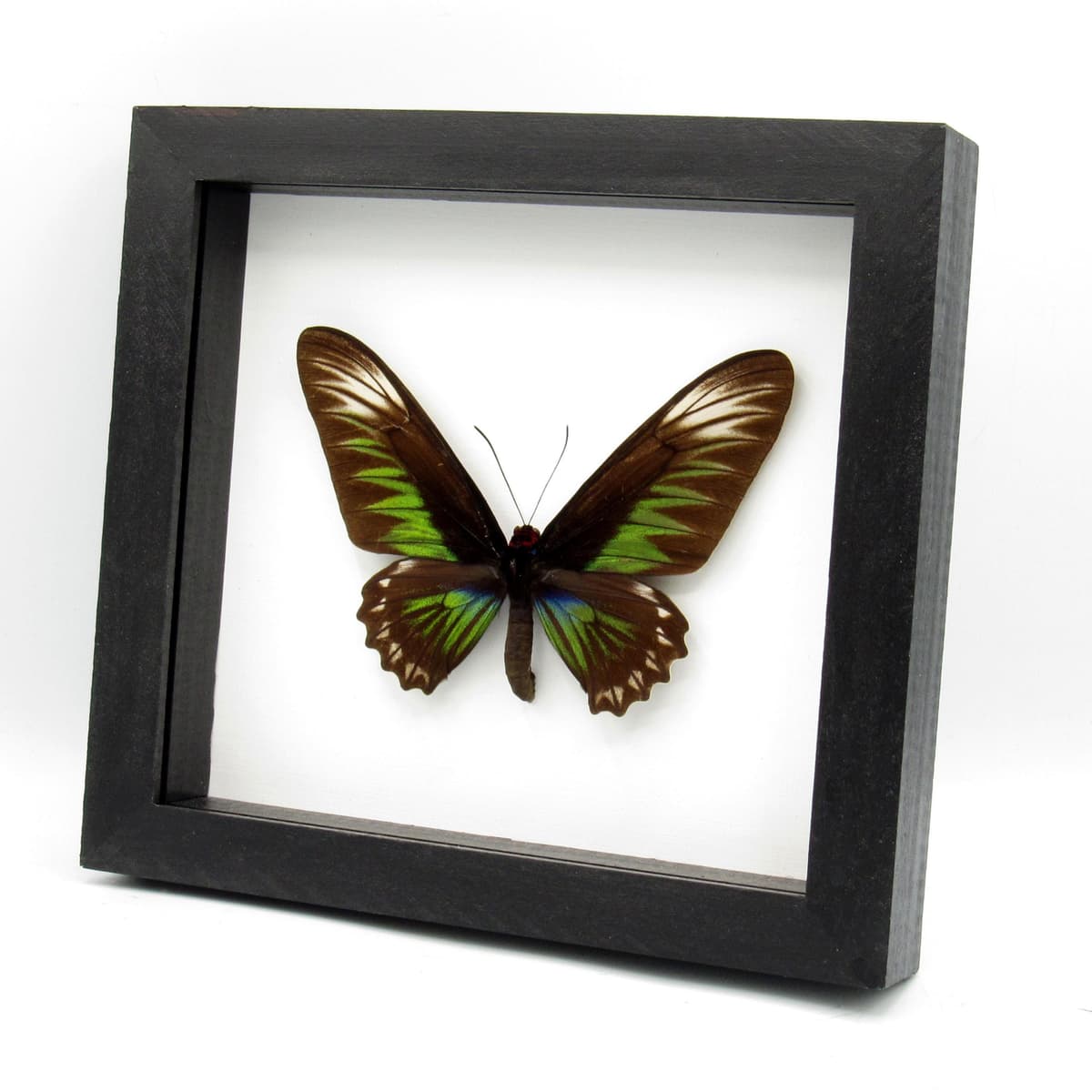 Real XL Birdwing butterfly framed taxidermy - Trogonoptera brookiana - female