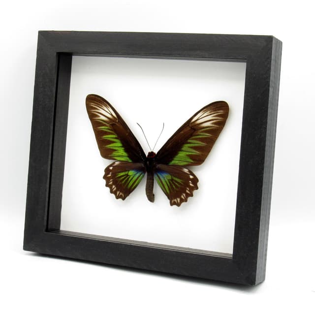 Real XL Birdwing butterfly framed taxidermy - Trogonoptera brookiana - female