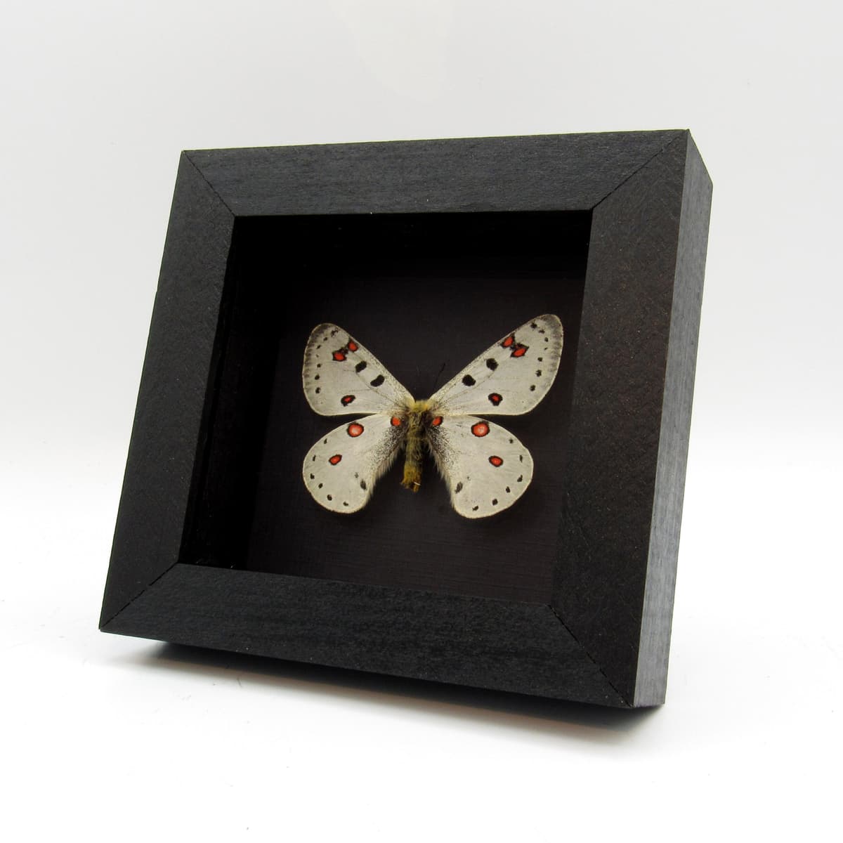 Real high altitude white Snow Apollo butterfly framed taxidermy - Parnassius apollonius