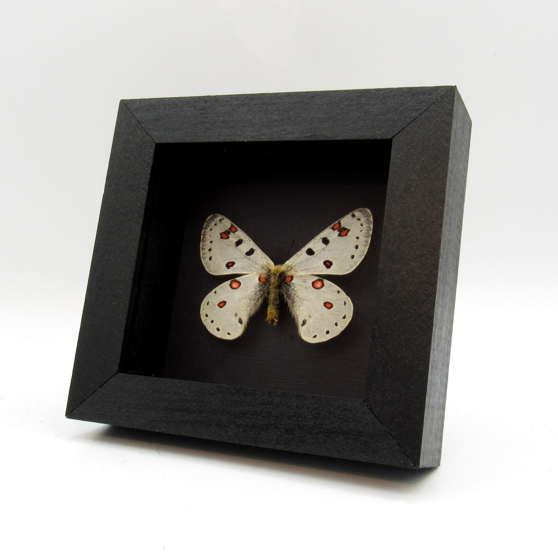 Real high altitude white Snow Apollo butterfly framed taxidermy - Parnassius apollonius