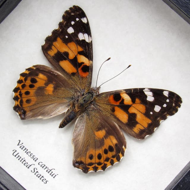 Real Painted Lady butterfly framed - Vanessa cardui