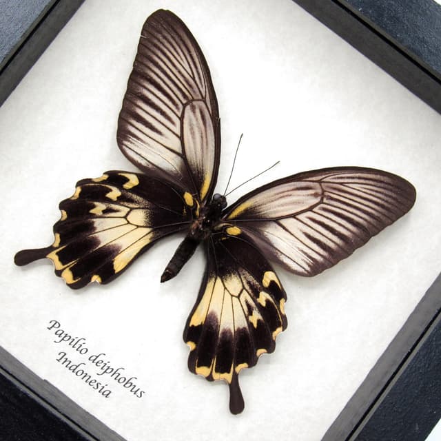 Rare Giant Swallowtail butterfly framed taxidermy - Papilio deiphobus - female