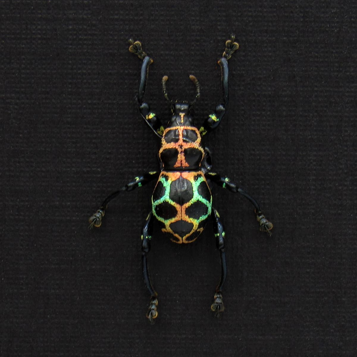 WEEVIL MANIA - Real metallic rainbow beetle framed taxidermy - Pachyrhynchus reticulatus