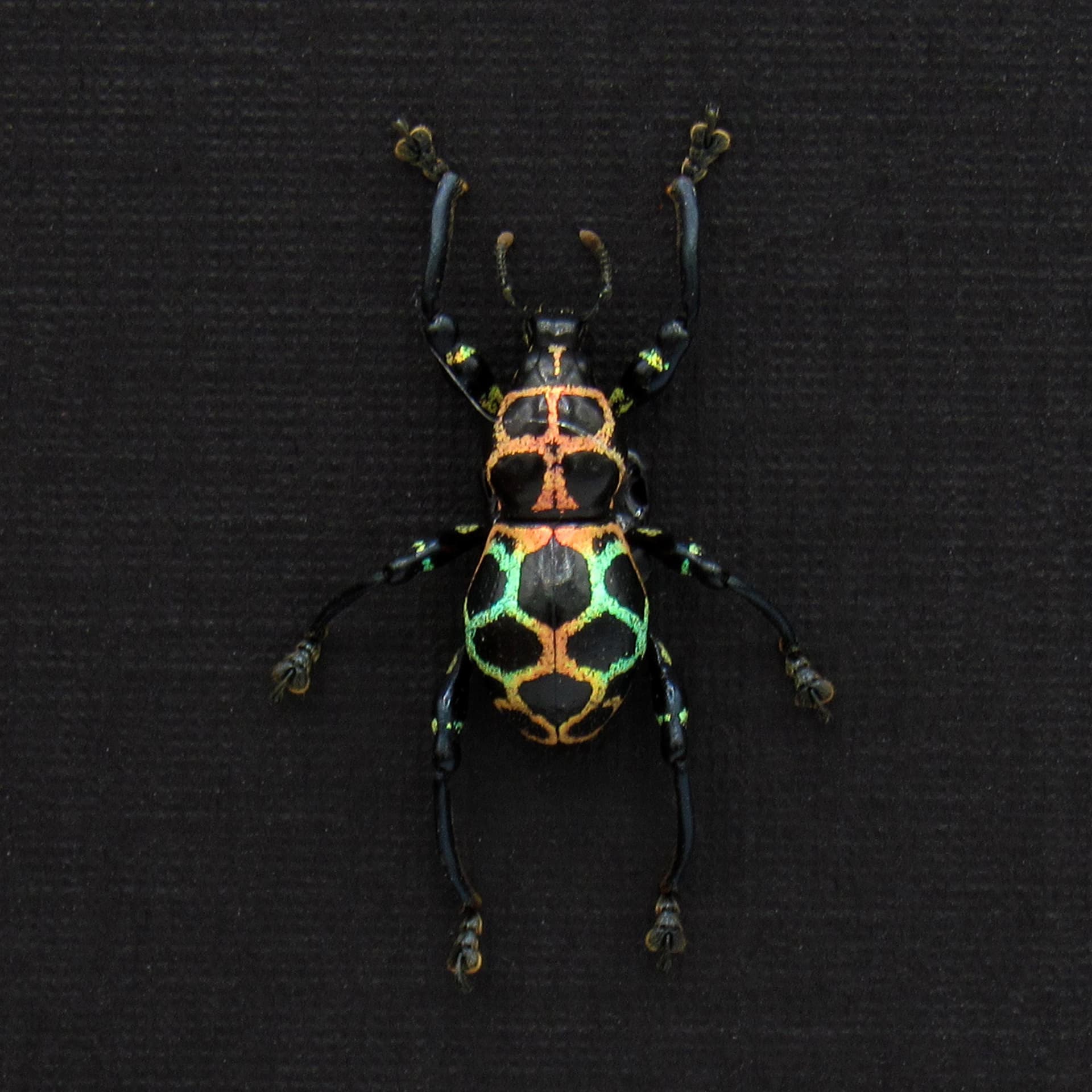 WEEVIL MANIA - Real metallic rainbow beetle framed taxidermy - Pachyrhynchus reticulatus