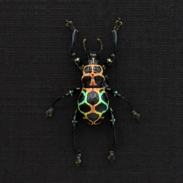 WEEVIL MANIA - Real metallic rainbow beetle framed taxidermy - Pachyrhynchus reticulatus
