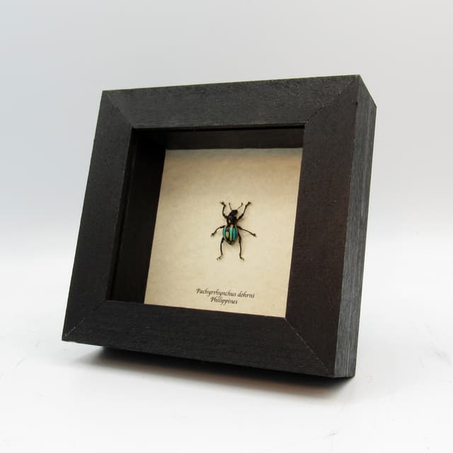 WEEVIL MANIA!  Real framed taxidermy beetle - Pachyrhynchus dohrni