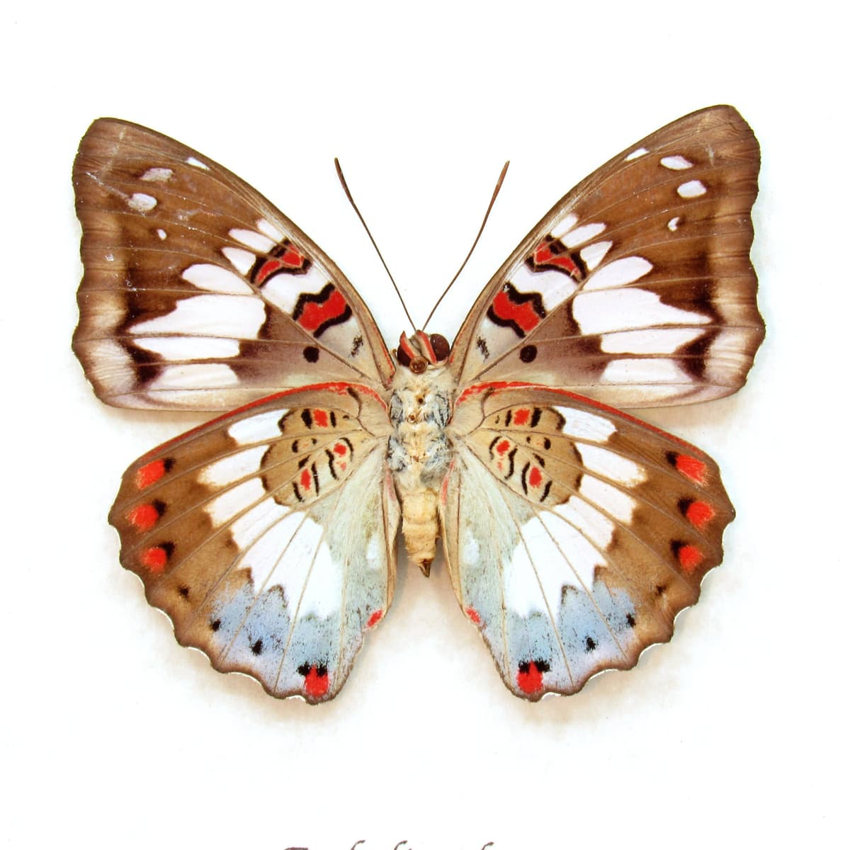 Real red butterfly framed taxidermy - Euthalia adonia - female