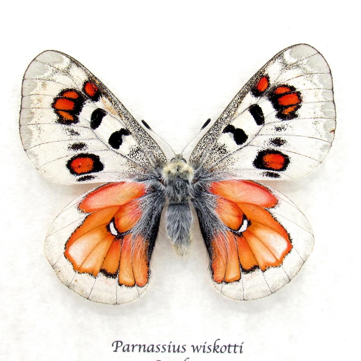 Very rare Hybrid Snow Apollo butterfly framed taxidermy - Parnassius wiskotti - large female