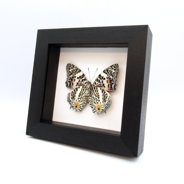 Real butterfly framed taxidermy - Baeotus deucalion
