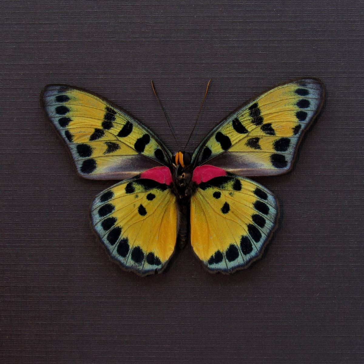 Rare fuchsia True Forester butterfly framed taxidermy - Euphaedra cyparissa