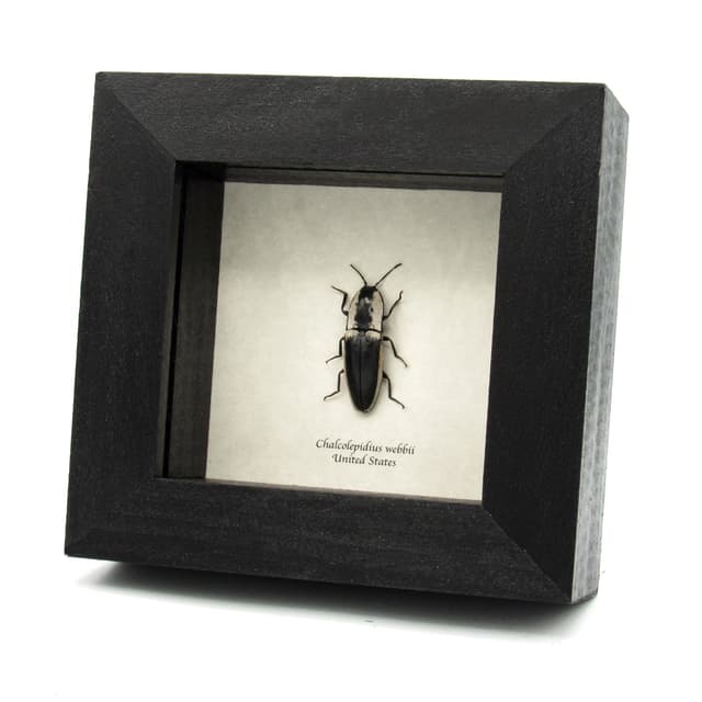 Real Black and White Click Beetle framed taxidermy - Chalcolepidius webbii