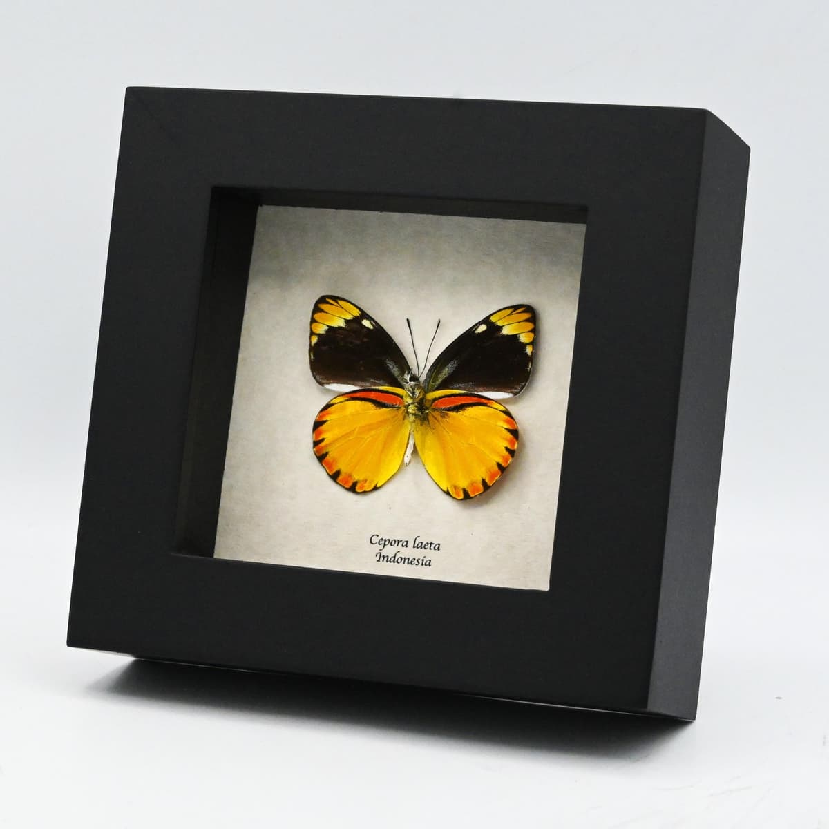 Real yellow butterfly framed taxidermy - Cepora laeta