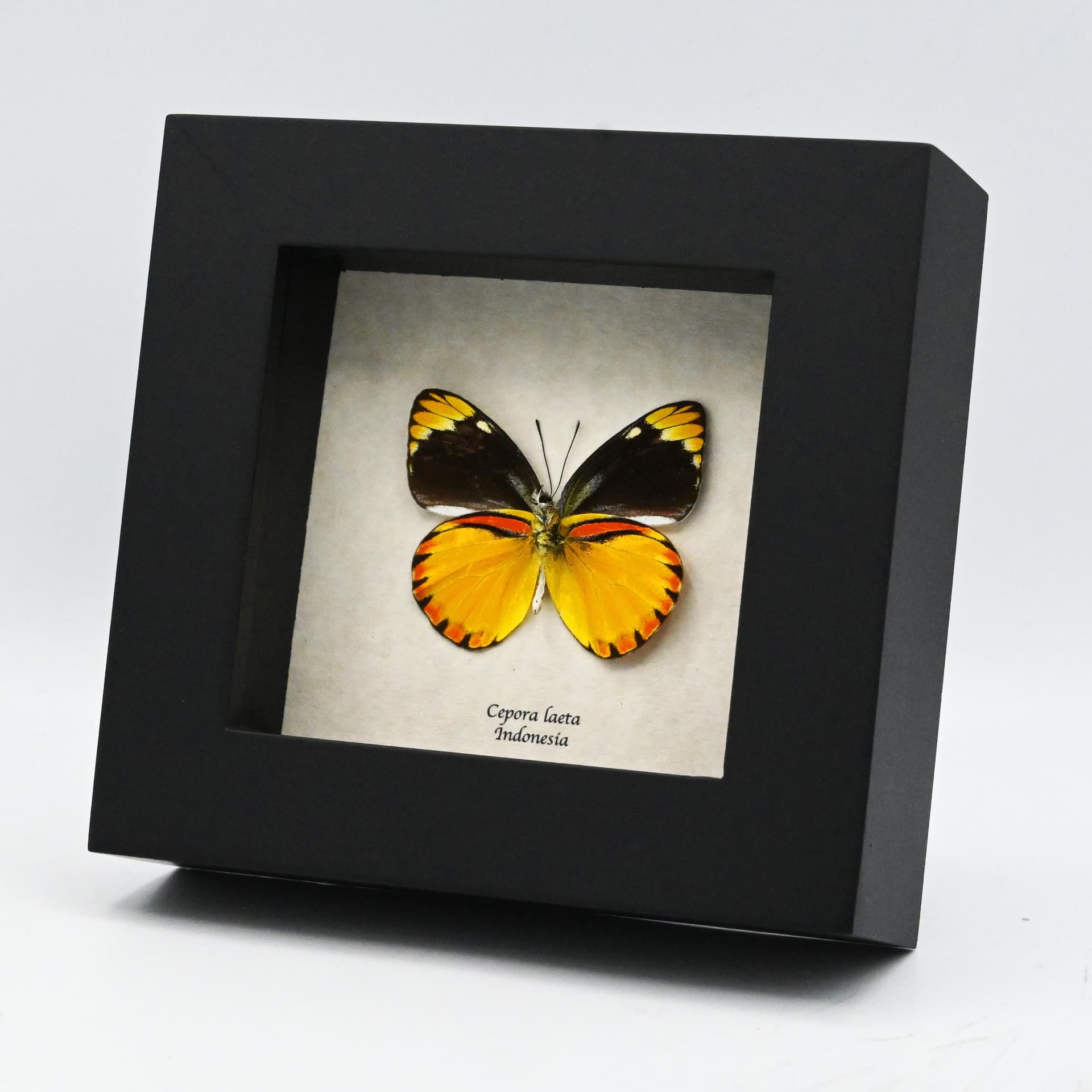 Real yellow butterfly framed taxidermy - Cepora laeta