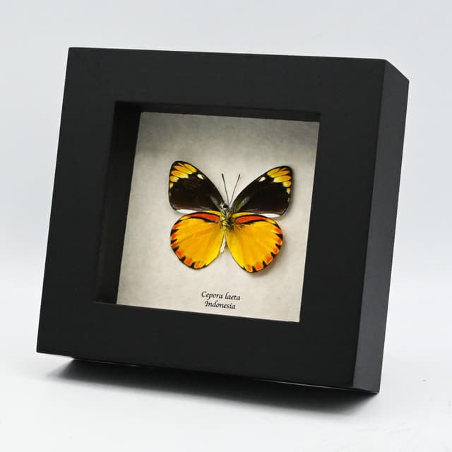 Real yellow butterfly framed taxidermy - Cepora laeta