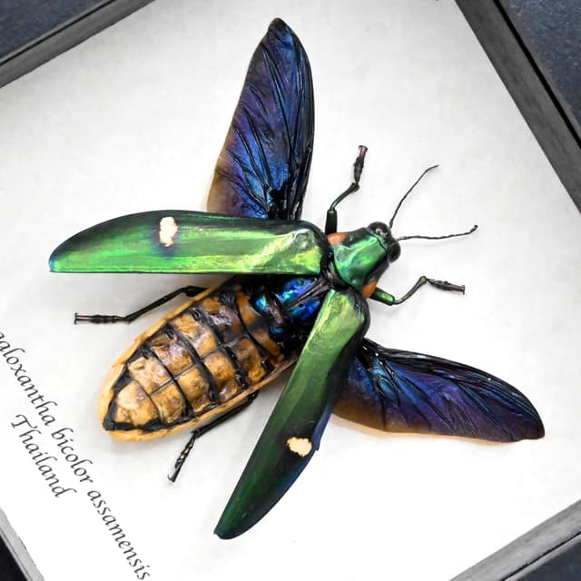 Real metallic green beetle framed taxidermy - Megaloxantha bicolor assamensis