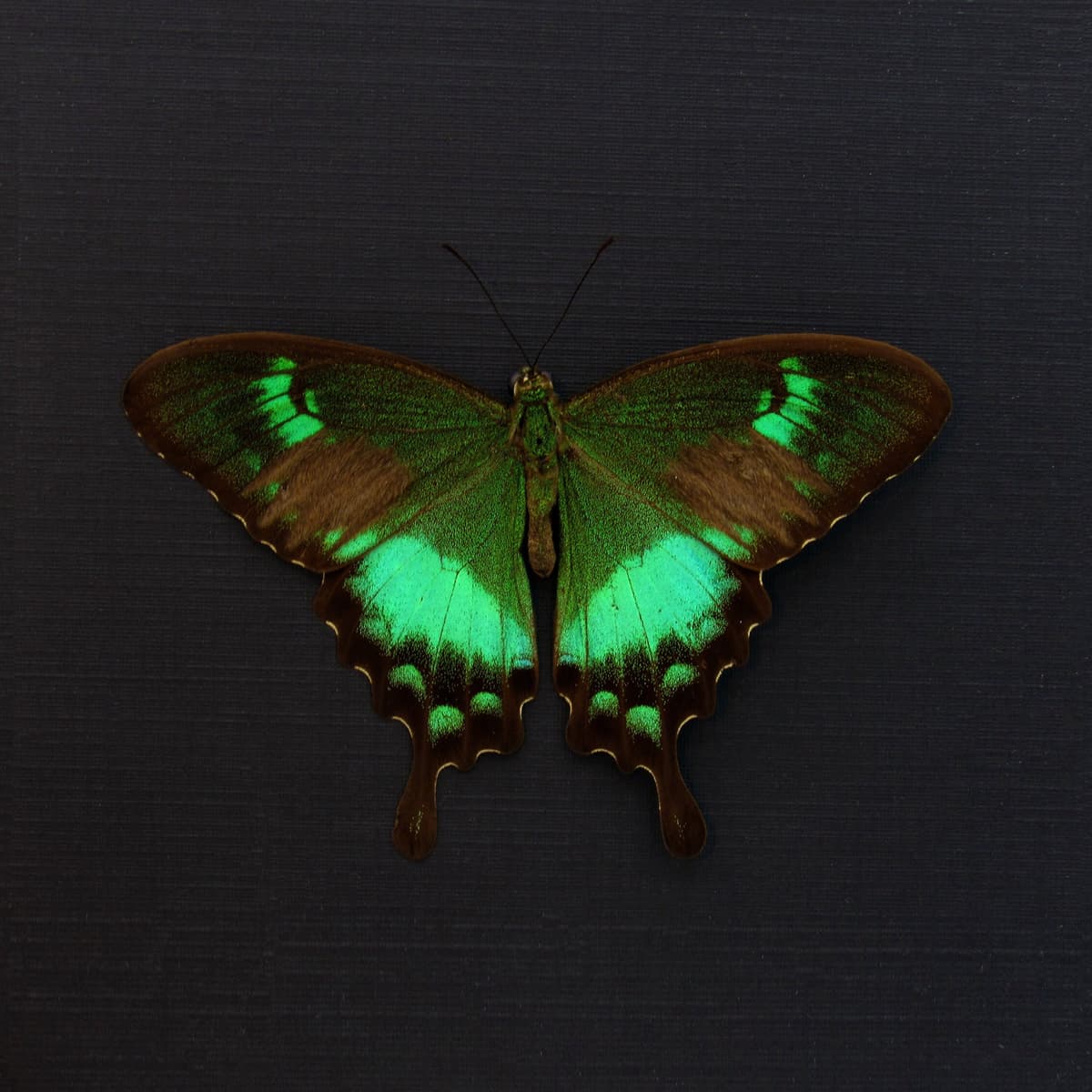 Rare green Swallowtail butterfly framed taxidermy - Papilio neumogeni - Victorian mount