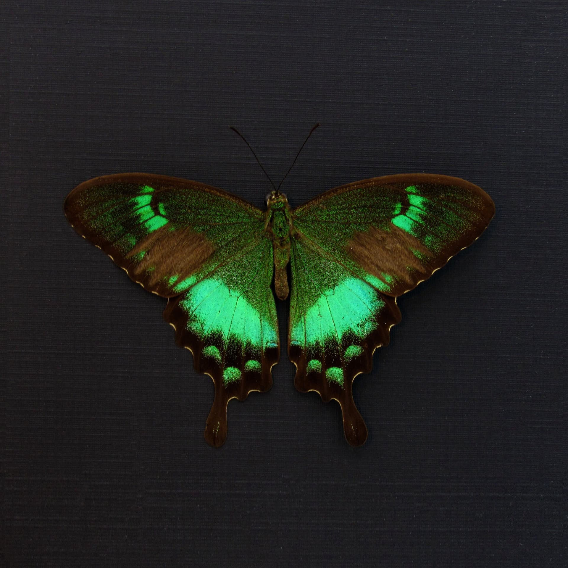 Rare green Swallowtail butterfly framed taxidermy - Papilio neumogeni - Victorian mount