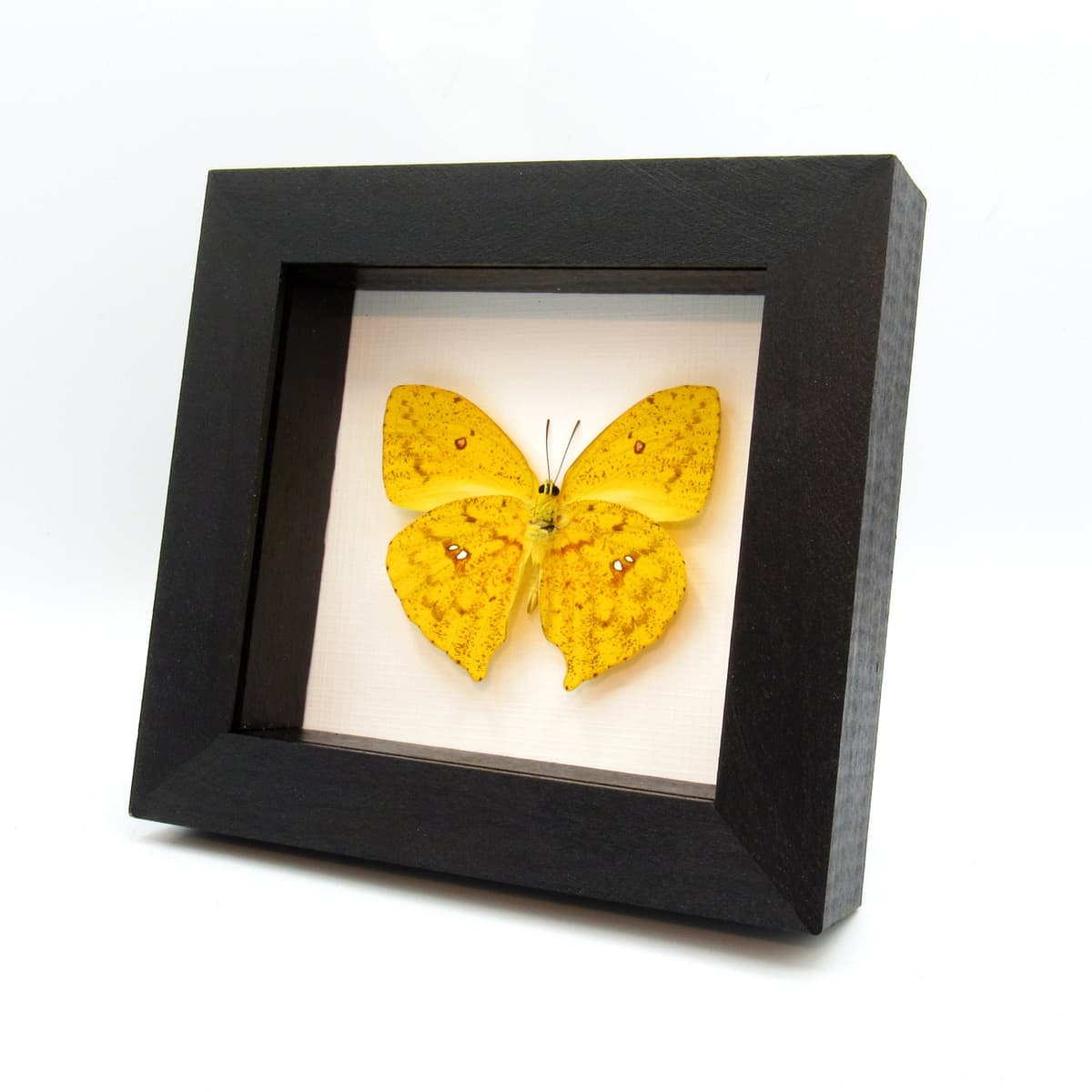 Real yellow Sulphur butterfly framed taxidermy - Phoebis rurina