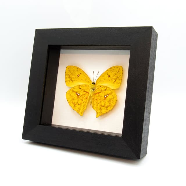 Real yellow Sulphur butterfly framed taxidermy - Phoebis rurina