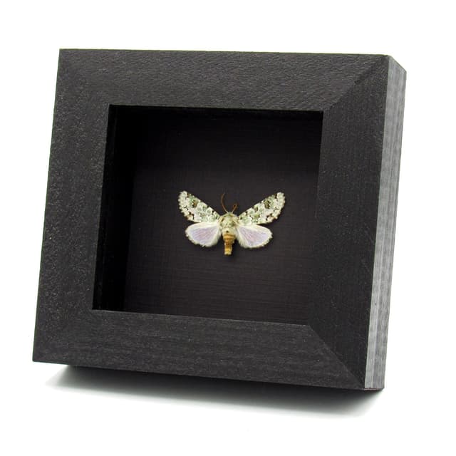 Real tiny green lichen Noctuid moth framed taxidermy - Miracavira brillians