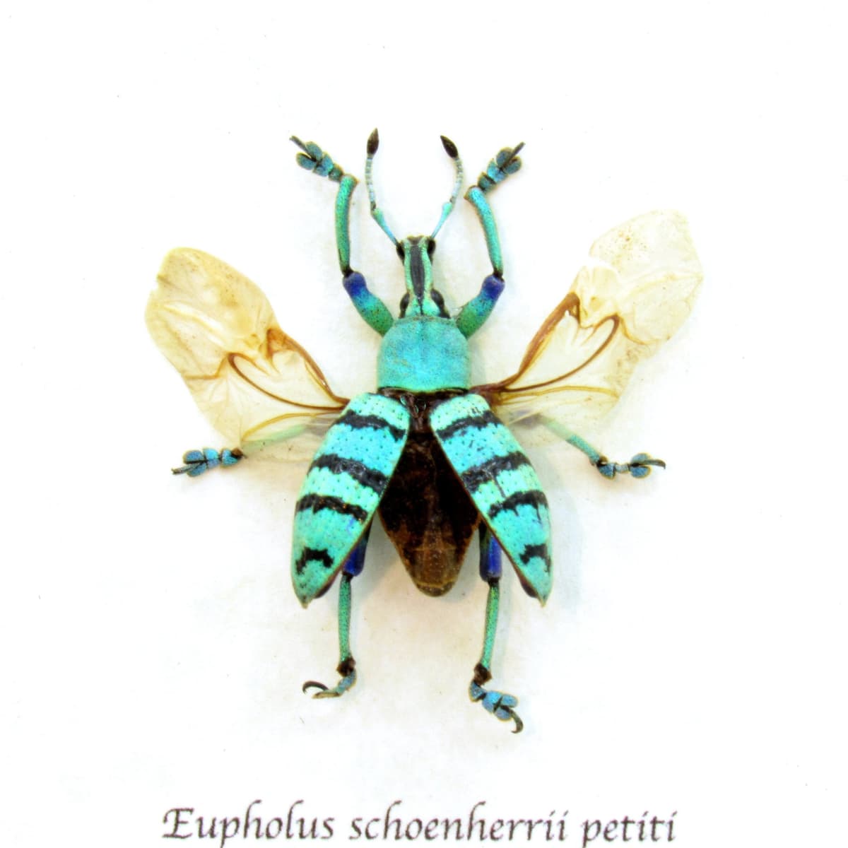 Real Weevil beetle framed taxidermy - Eupholus shoenherri petiti