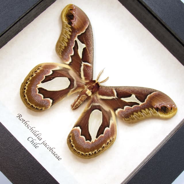 Real Saturn moth framed taxidermy - Rothschildia jacobaeae