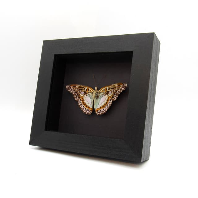 Real lavender butterfly framed taxidermy - Moduza lymire - Victorian mount