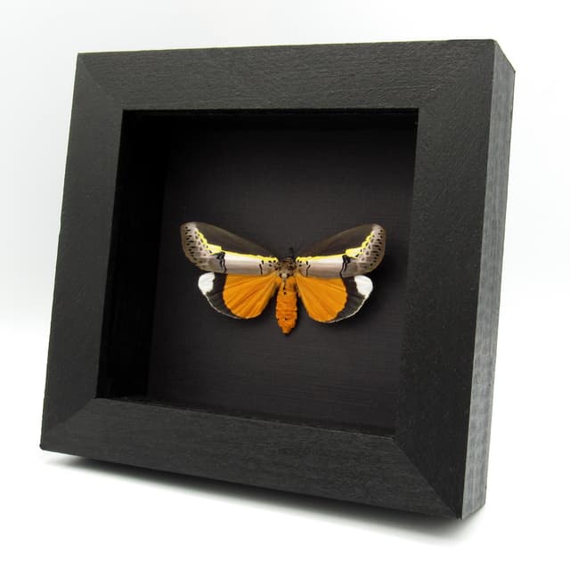 Rare yellow Tuft moth framed taxidermy - Eligma hypsoides