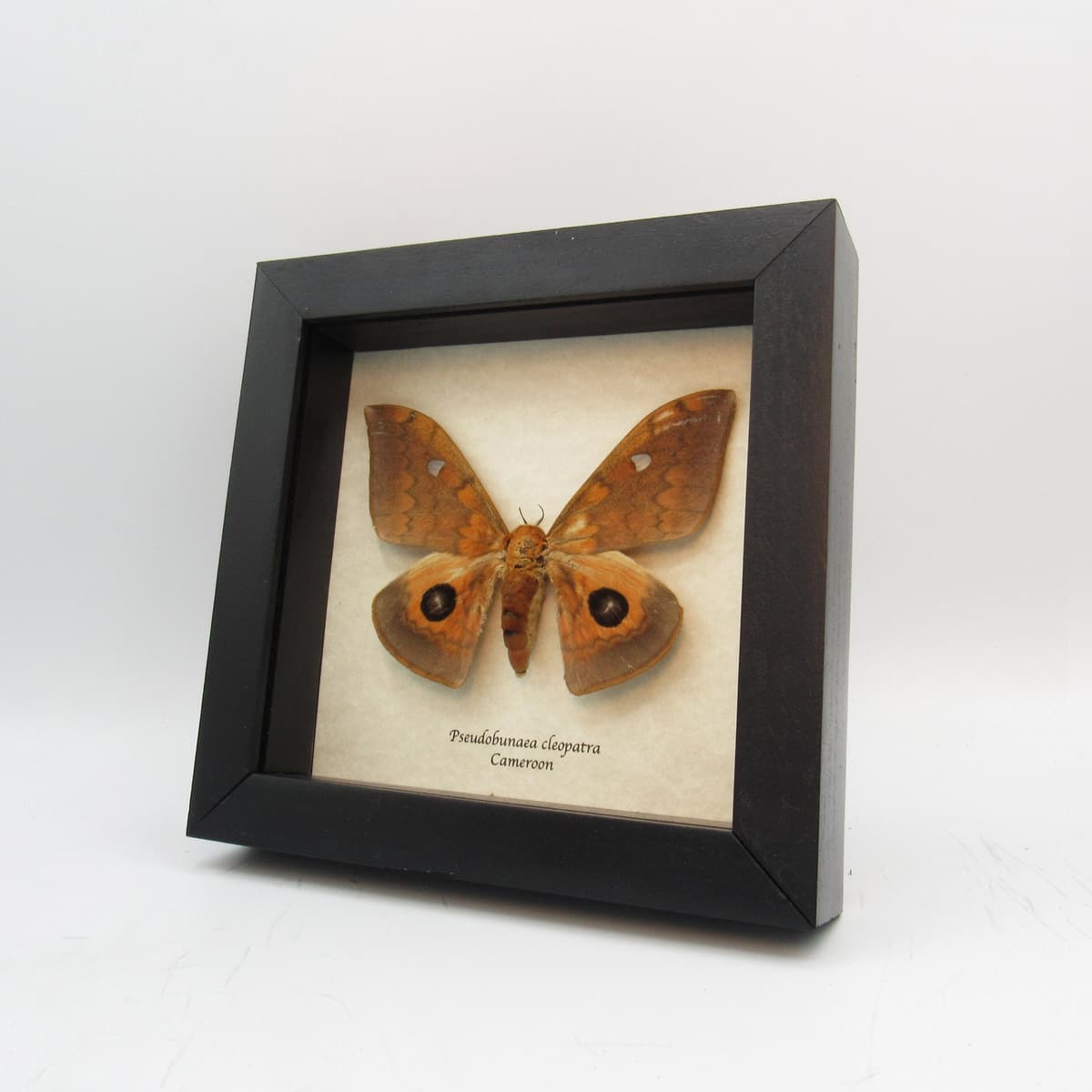 Rare Saturn moth framed taxidermy - Pseudobunaea cleopatra - female