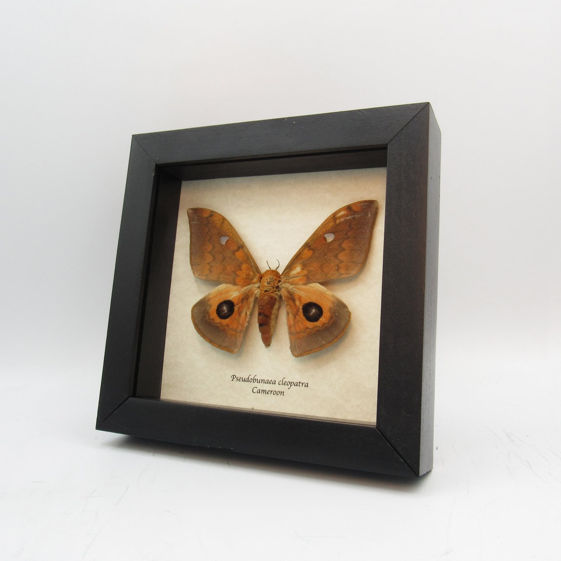 Rare Saturn moth framed taxidermy - Pseudobunaea cleopatra - female
