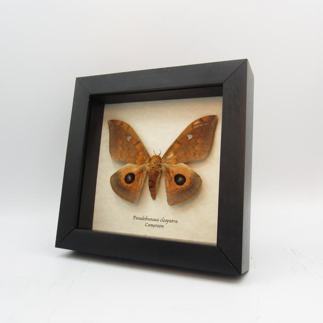 Rare Saturn moth framed taxidermy - Pseudobunaea cleopatra - female