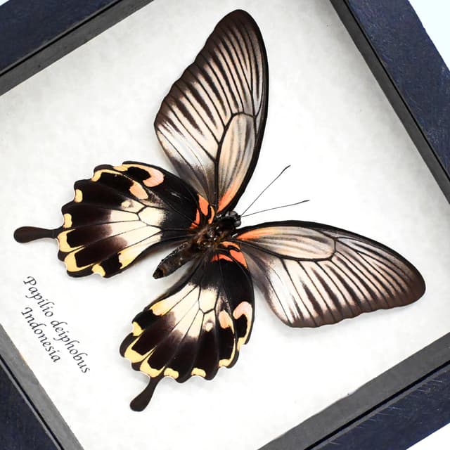 Rare Giant pink Swallowtail butterfly framed taxidermy - Papilio deiphobus - female