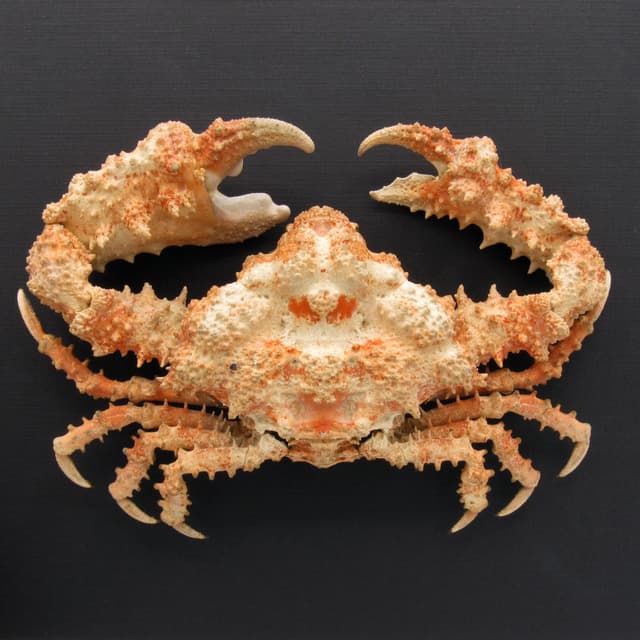 Real Horrid Elbow Crab framed taxidermy - Daldorfia horrida