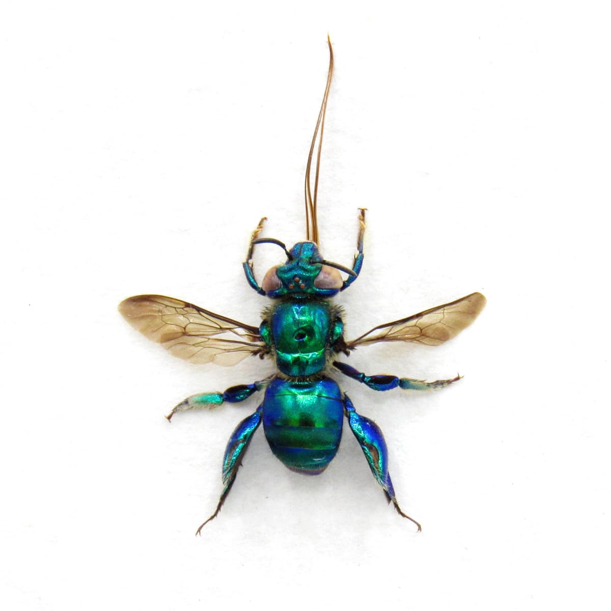 Rare XL green-blue Orchid Bee framed taxidermy - Euglossa species