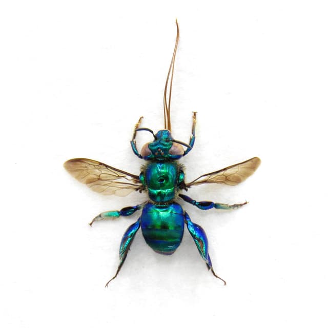 Rare XL green-blue Orchid Bee framed taxidermy - Euglossa species
