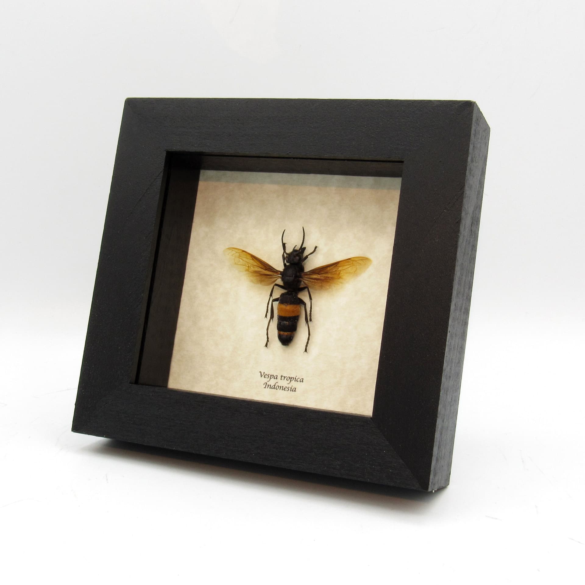 Large Banded Hornet framed taxidermy - Vespa tropica