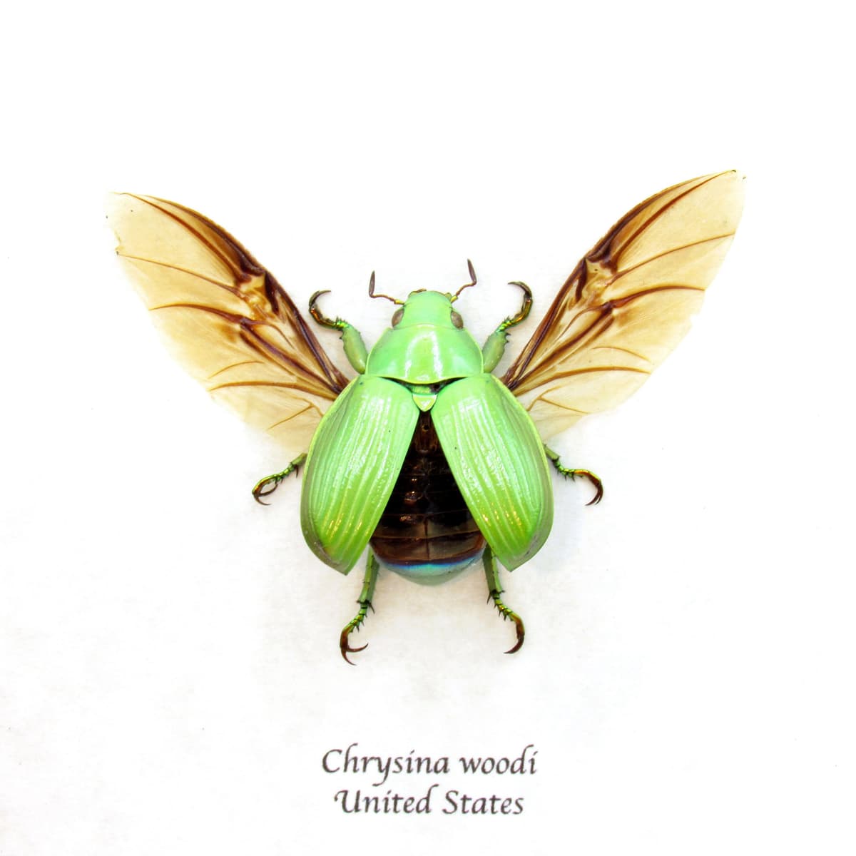 Large Jewel Scarab beetle framed taxidermy - Chrysina woodi