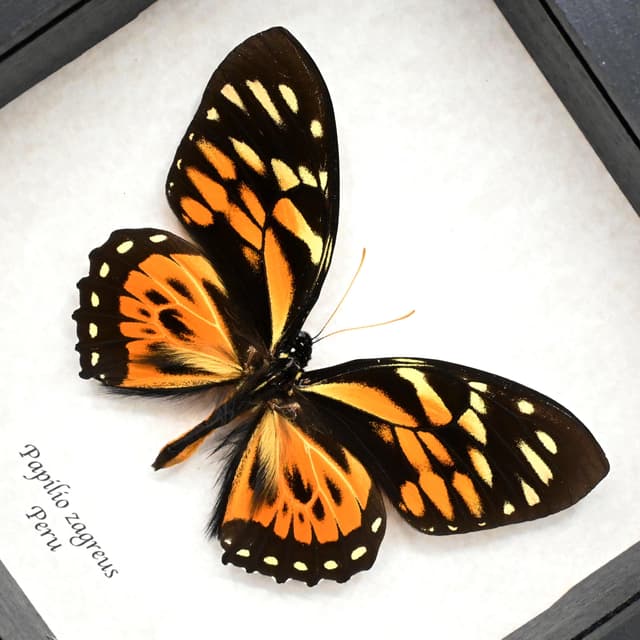 Large real butterfly framed taxidermy - Papilio zagreus