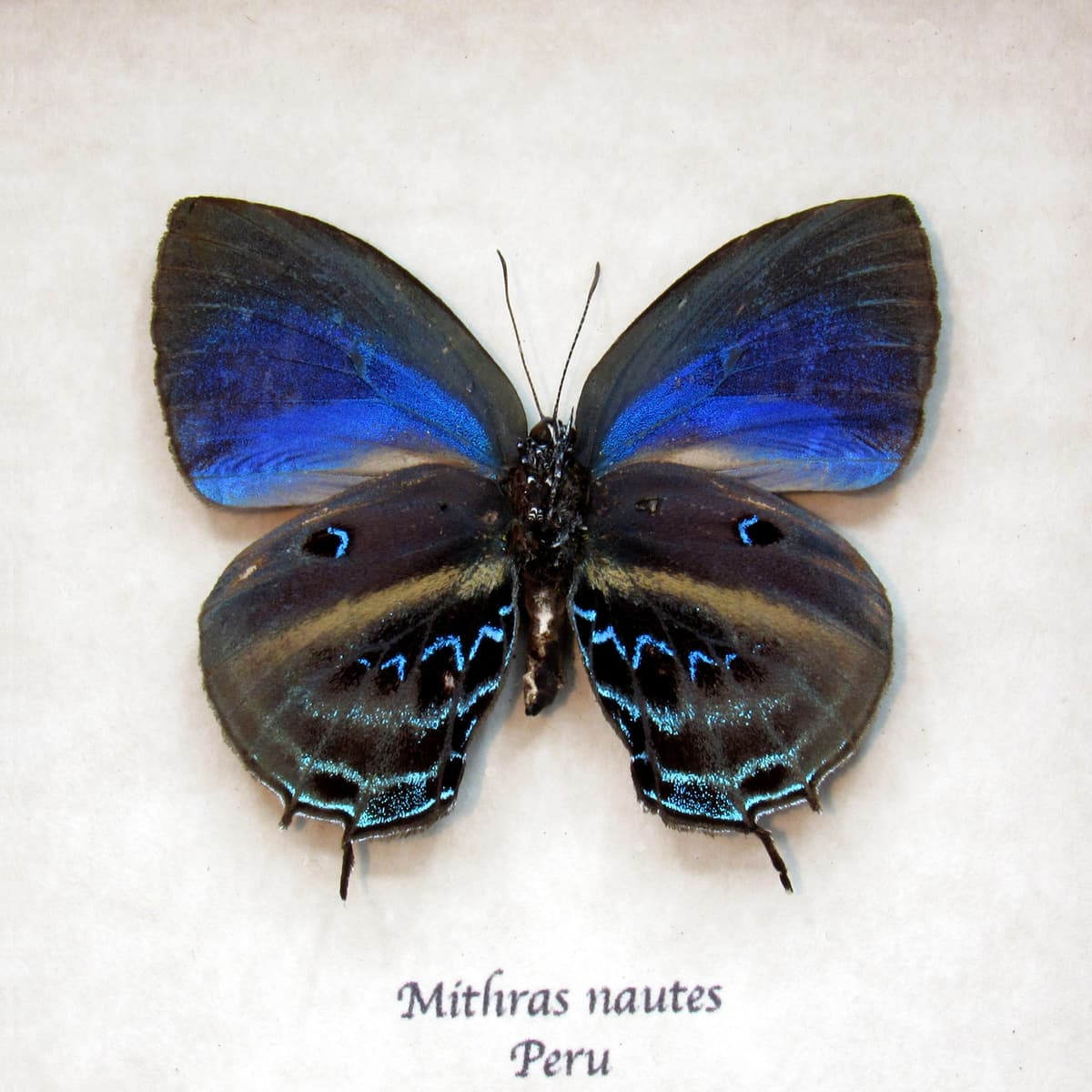 Rare blue Hairstreak butterfly framed taxidermy - Mithras nautes