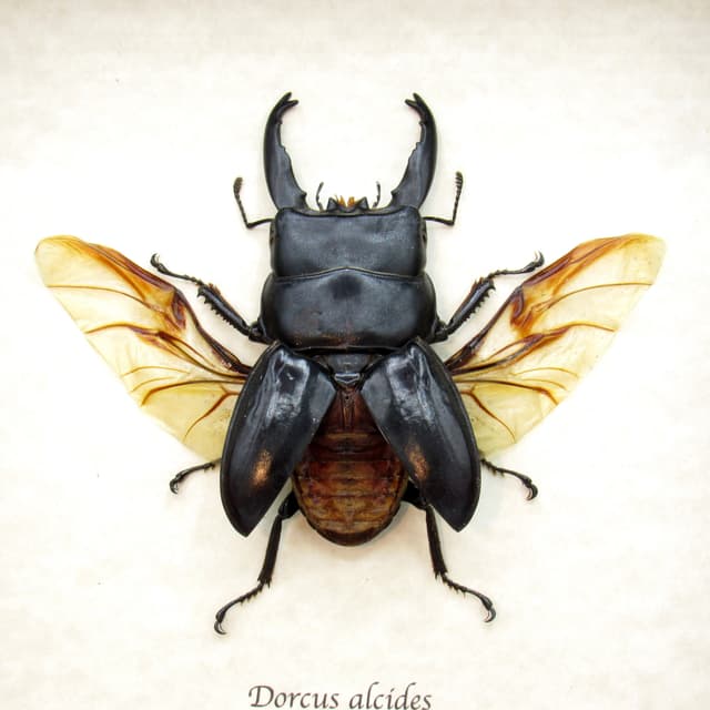 Real Giant Stag beetle framed taxidermy - Dorcus alcides - XL