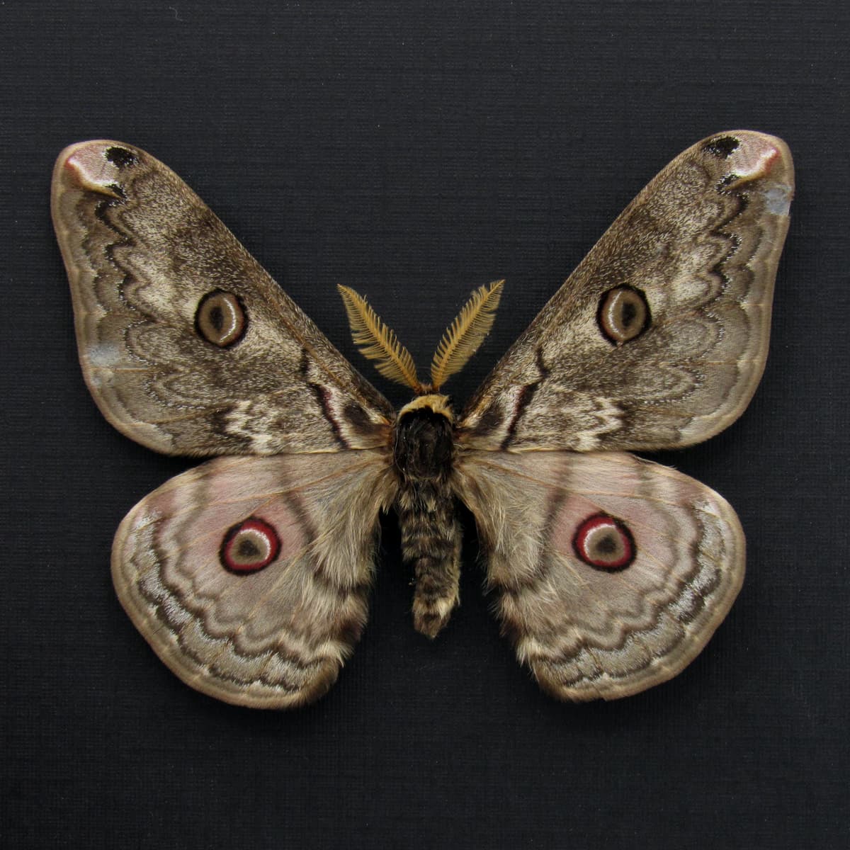 Rare Saturn moth framed taxidermy - Caligula lindia