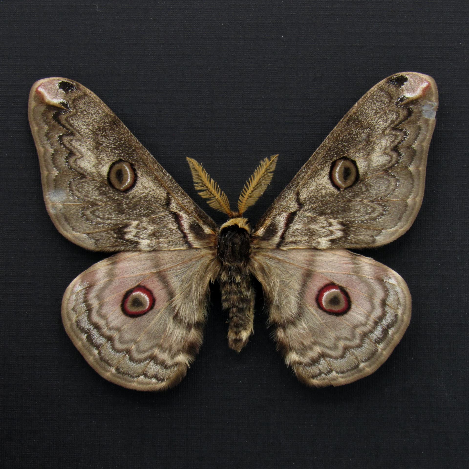 Rare Saturn moth framed taxidermy - Caligula lindia