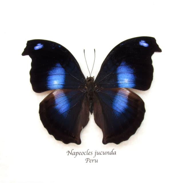 Real Great Blue Hookwing butterfly framed taxidermy - Napeocles jucunda