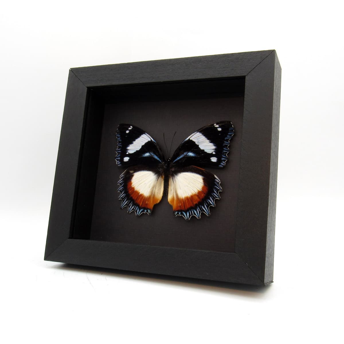 Real framed taxidermy butterfly - Hypolimnas dexithea - XL female
